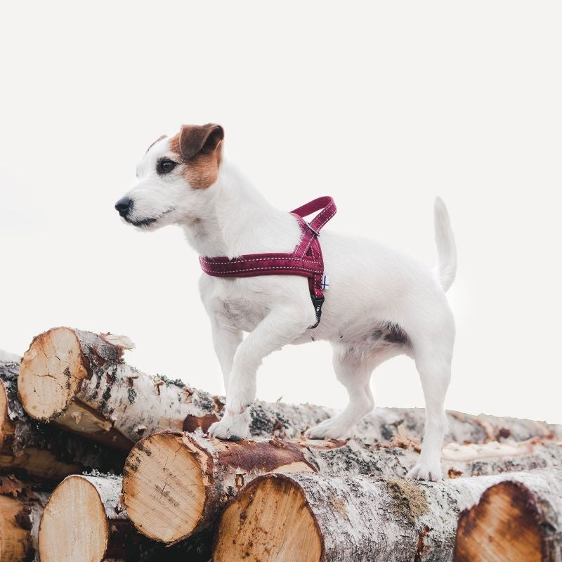 Hurtta Casual Padded Dog Harness