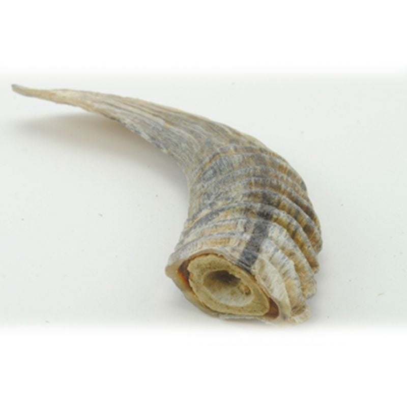 Icelandic Plus Lamb Horn with Marrow Dog Chew