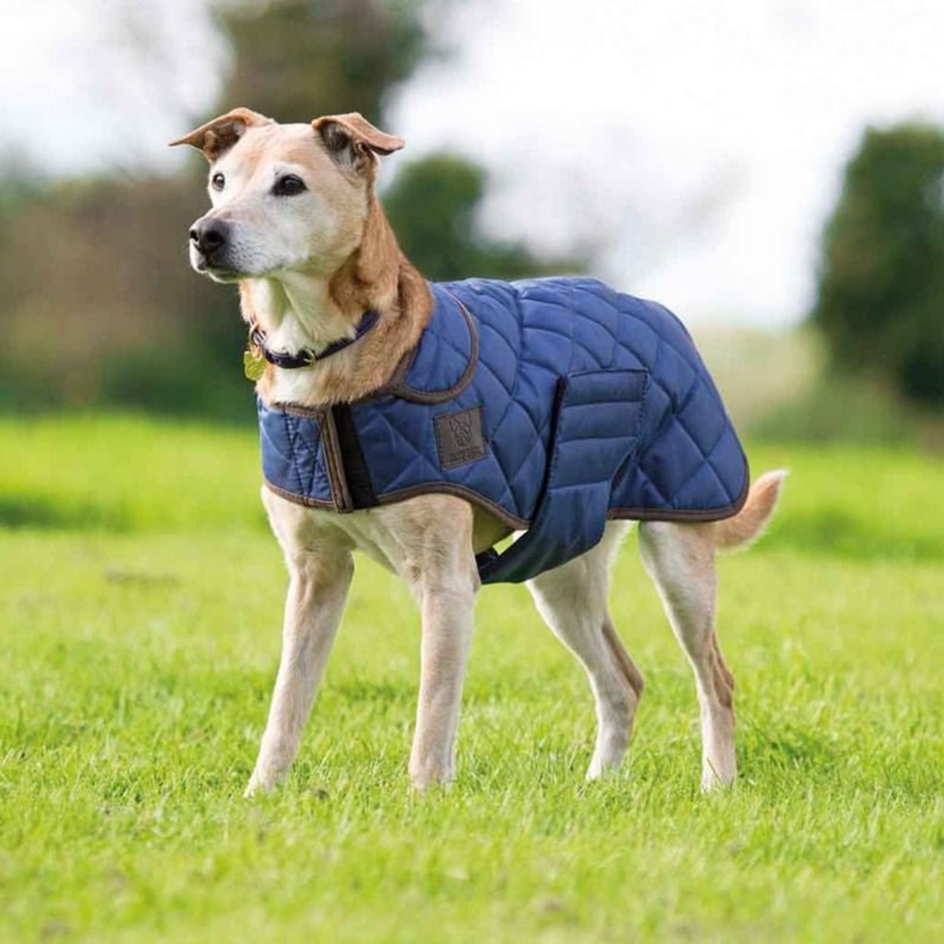 Shires Quilted Dog Coat
