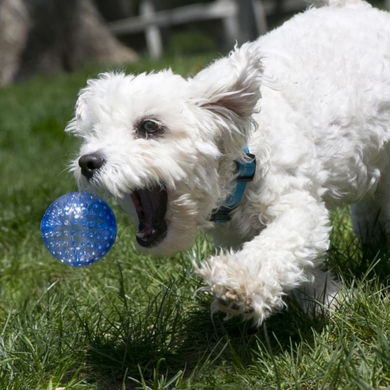 KONG Squeezz Geodz Assorted Dog Toy 2 Pack