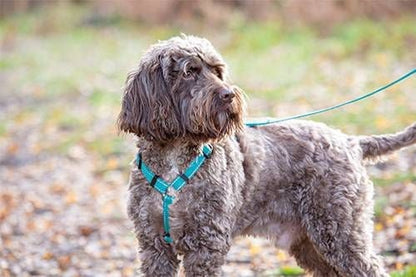 Shires Digby Fox Webbing Dog Harness