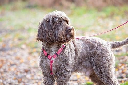 Shires Digby Fox Webbing Dog Harness
