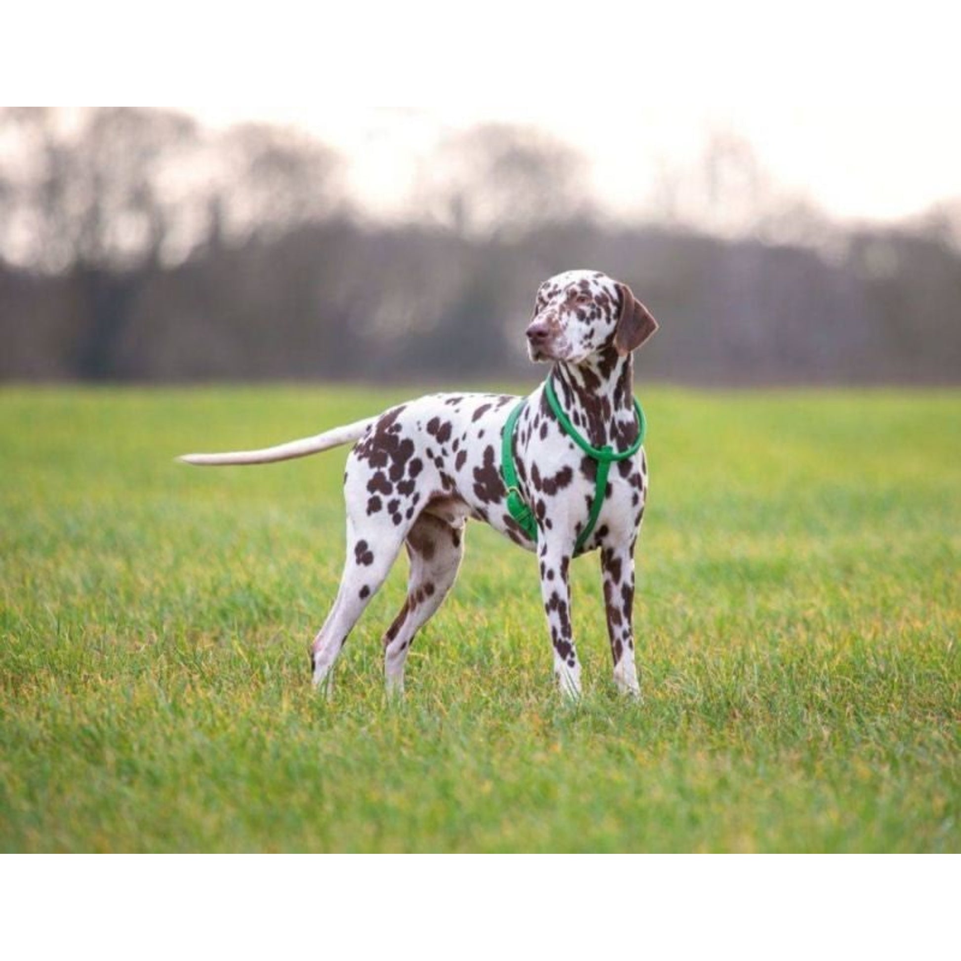 Shires Digby Rolled Leather Harness