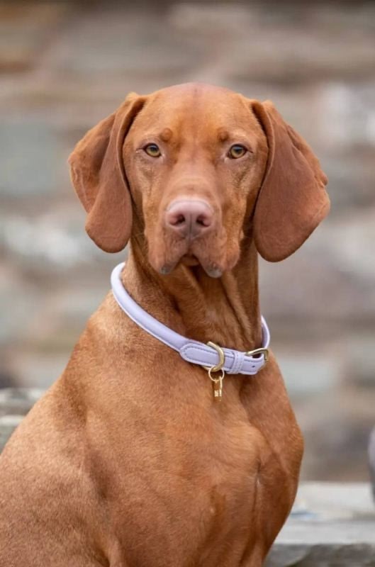 Digby Fox Rolled Leather Dog Collar