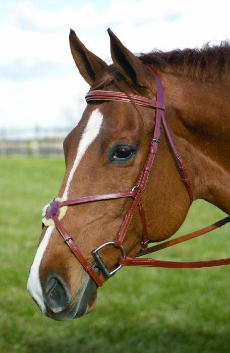 Bridle Pro Figure E Oakbk