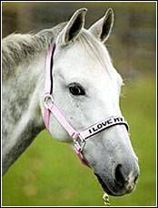 Halter I Love My