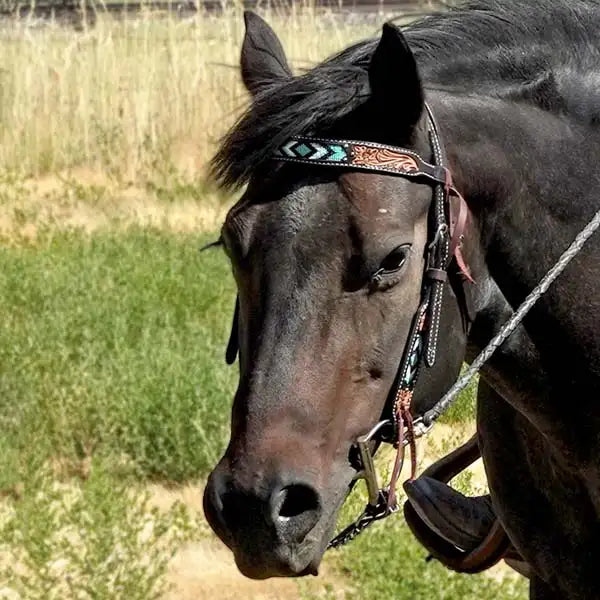 Horse wearing a turquoise beaded headstall.