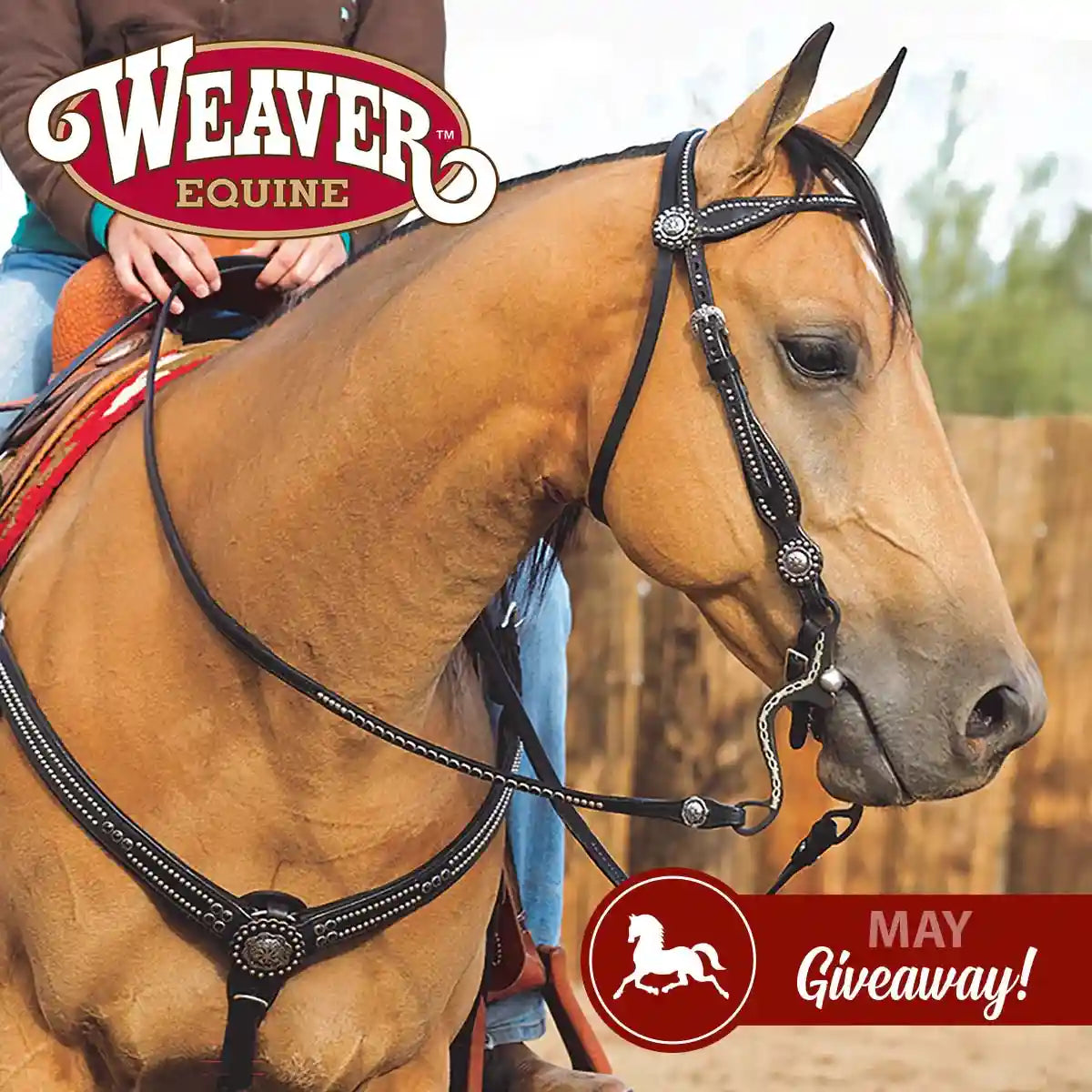 Buckskin horse wearing a Black Tac set with Weaver Branding