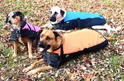 gatsbydoggrouplifestyle.jpg