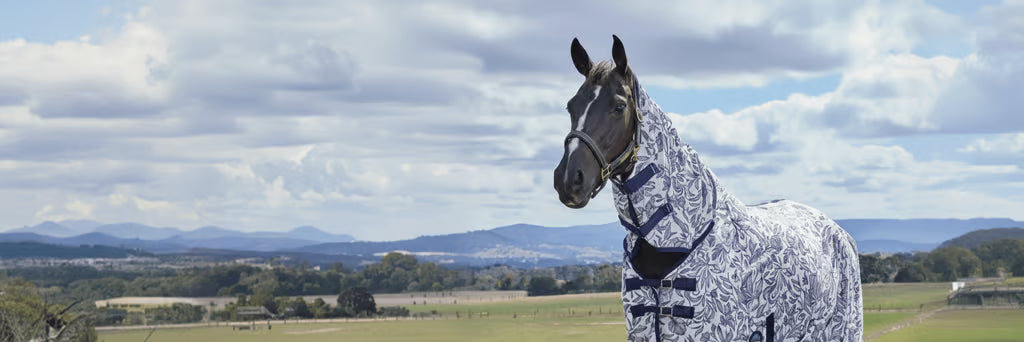 A horse in fly gear