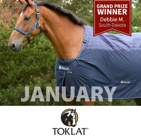 Horse wearing a blue blanket with 'Toklat' branding, set against a natural background.