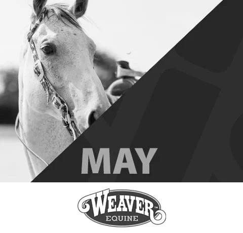 Horse wearing a bridle with 'May Weaver Equine' branding.
