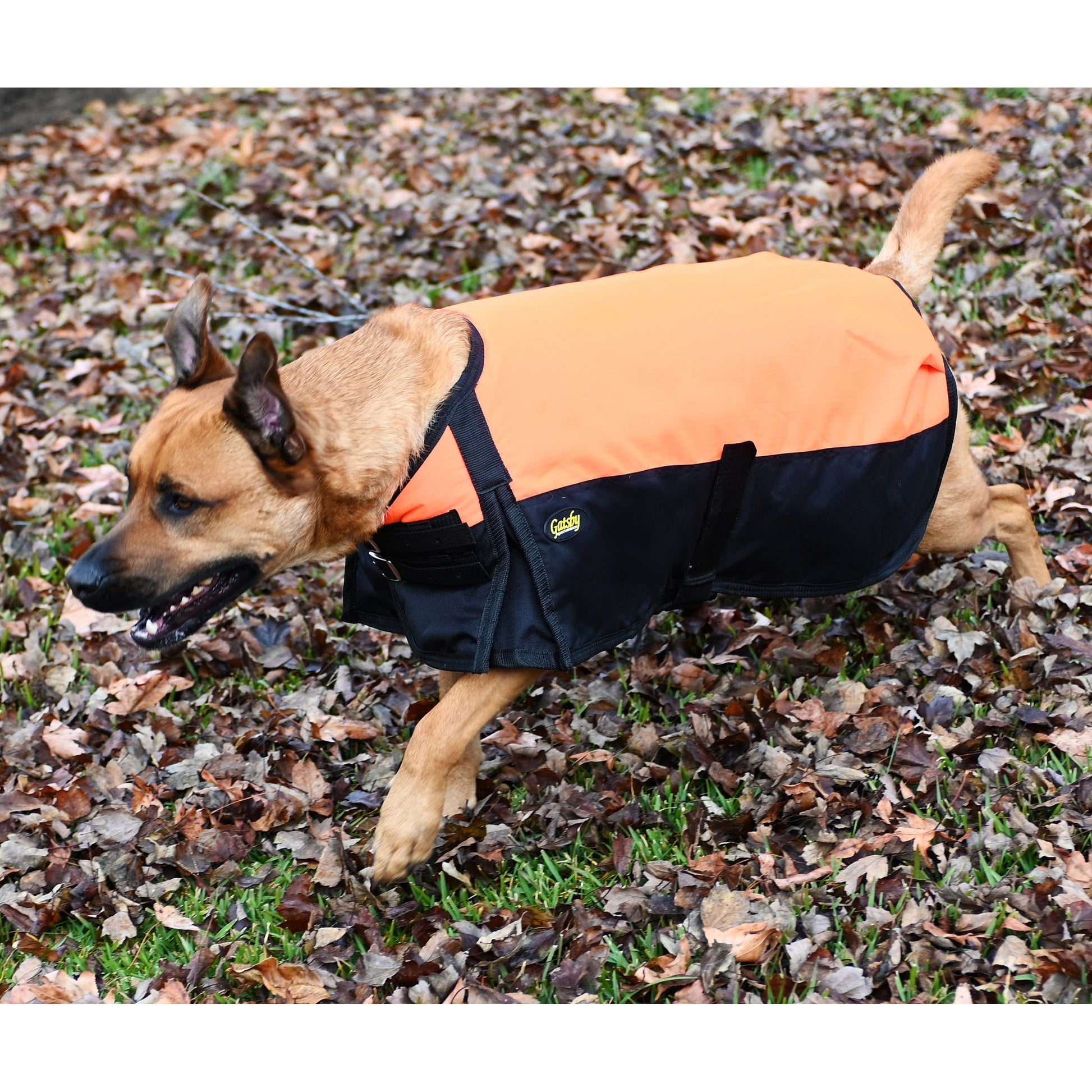 orangegatsbydoglifestyle.jpg