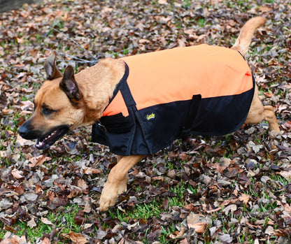 orangegatsbydoglifestyle.jpg