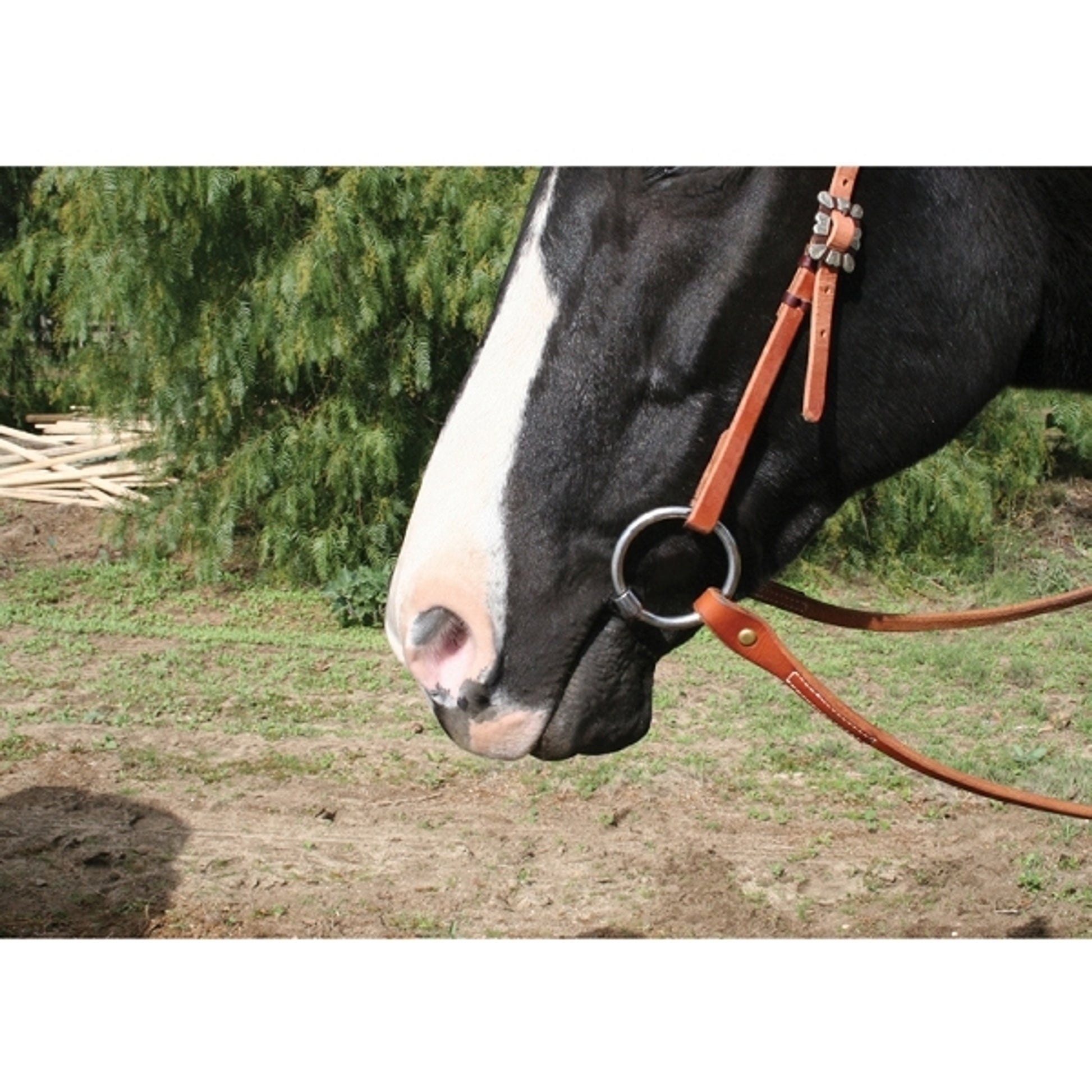 pc-avb_showsnaffle.jpg