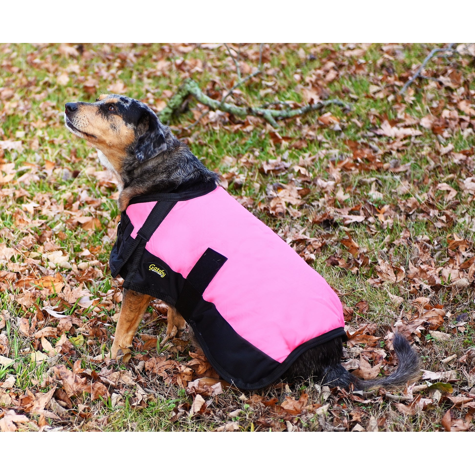 pinkgatsbydoglifestyle.jpg