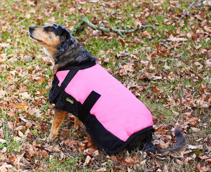 pinkgatsbydoglifestyle.jpg