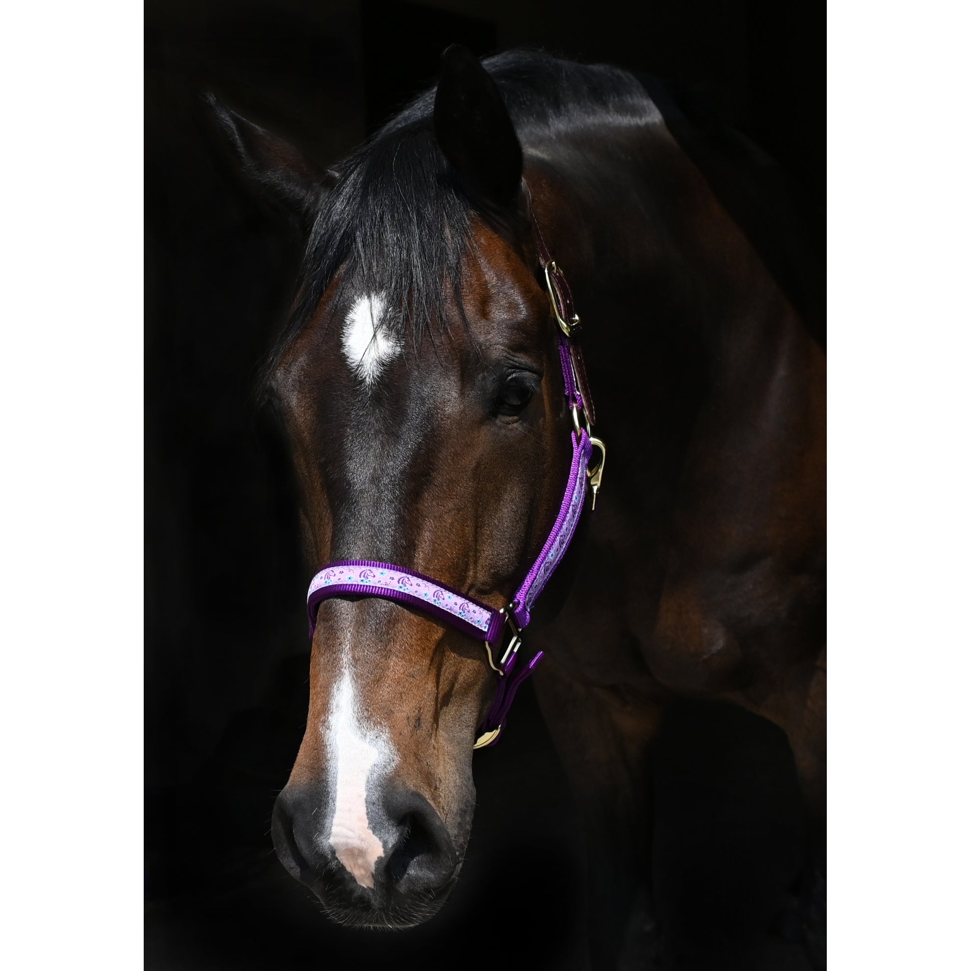purplehorseheadhalter.jpg