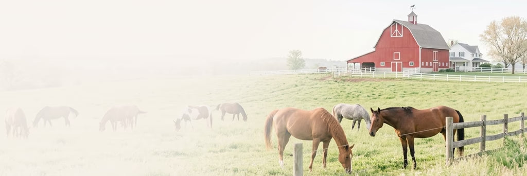 45 Years in the Barn. Not the Boardroom