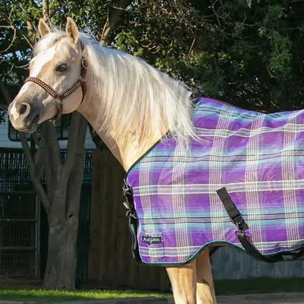 Horse wearing a purple plaid fly sheet