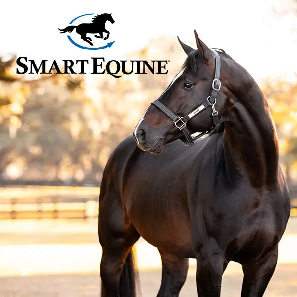 Horse with Smart Equine logo in the background