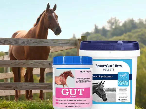 Horse standing behind a fence with SmartGut Ultra supplement containers in the foreground.