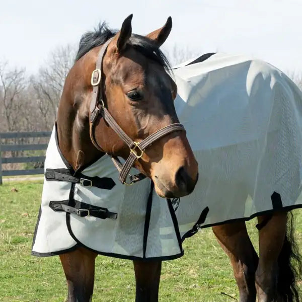 Bay horse wearing a Tough1 Fly Sheet