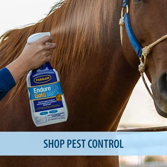 Person applying Farnam Endure Gold to a horse's neck with a spray bottle.