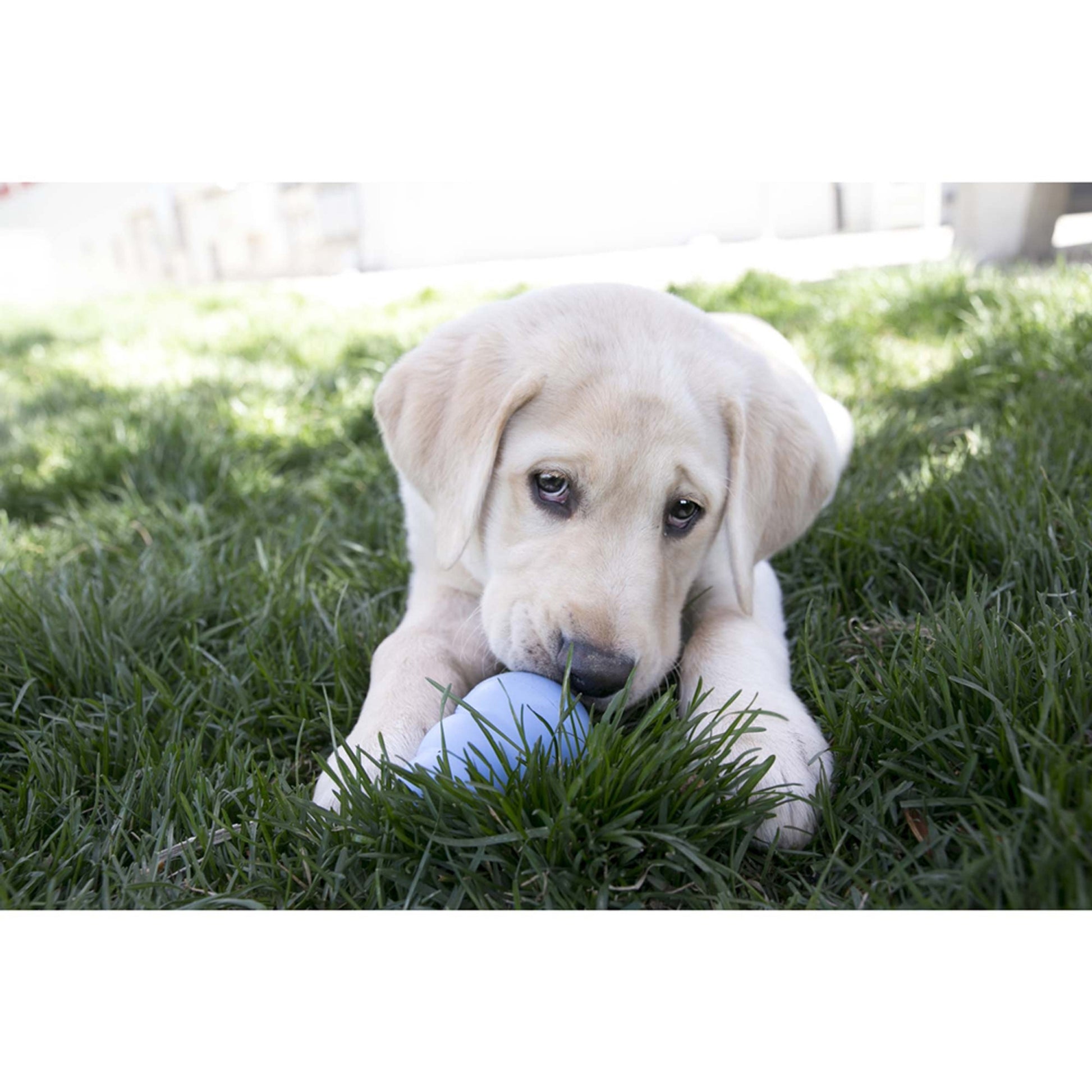 KONG Puppy Snacks