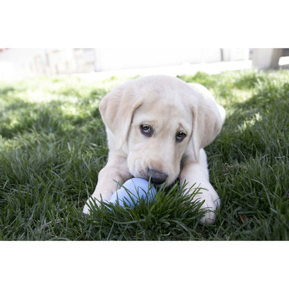 KONG Puppy Snacks
